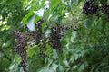 American Black Elderberry