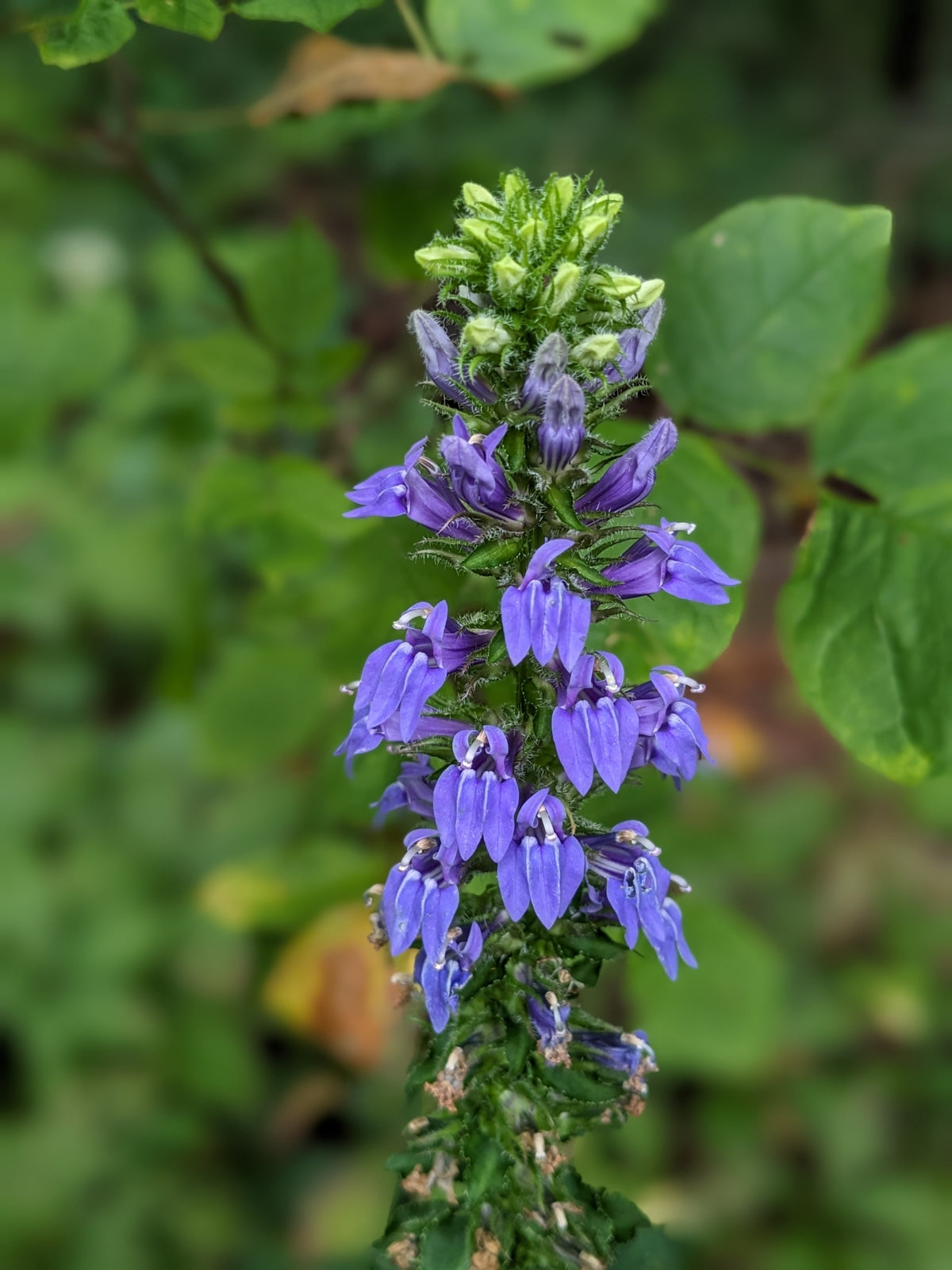 Blue Cardinal Flower