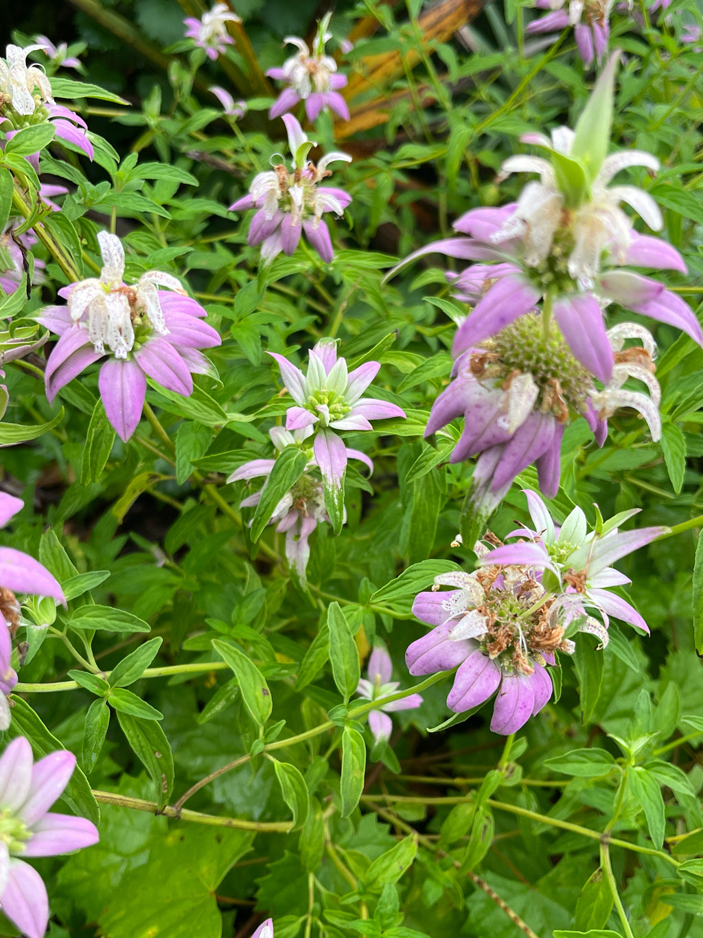Spotted Bee Balm