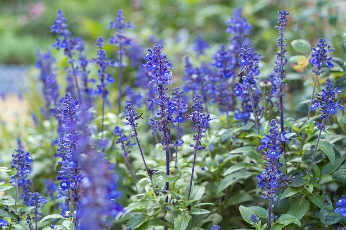 Blue Sage