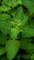 Peppermint