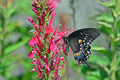 Cardinal Flower