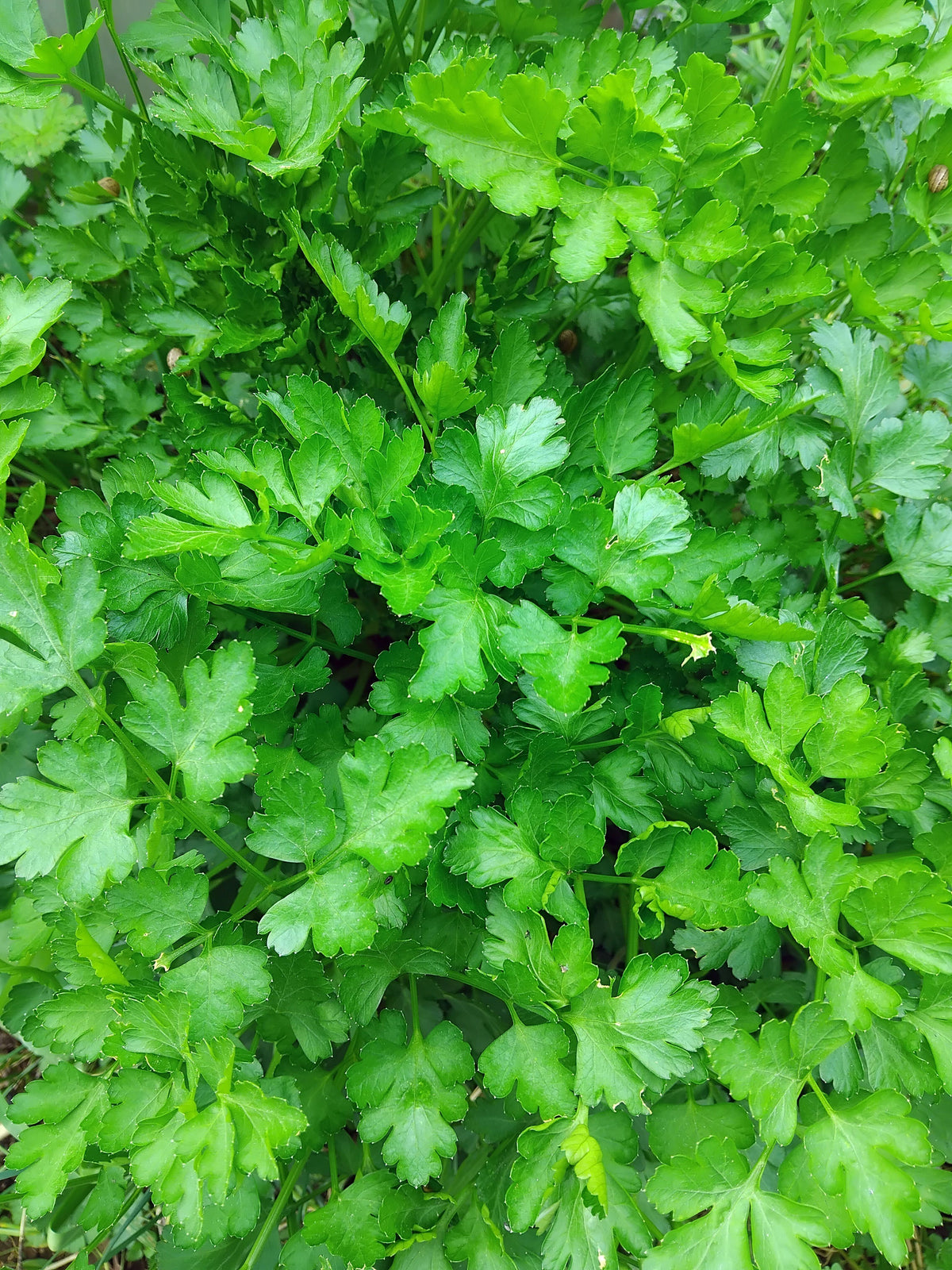 Parsley - Italian