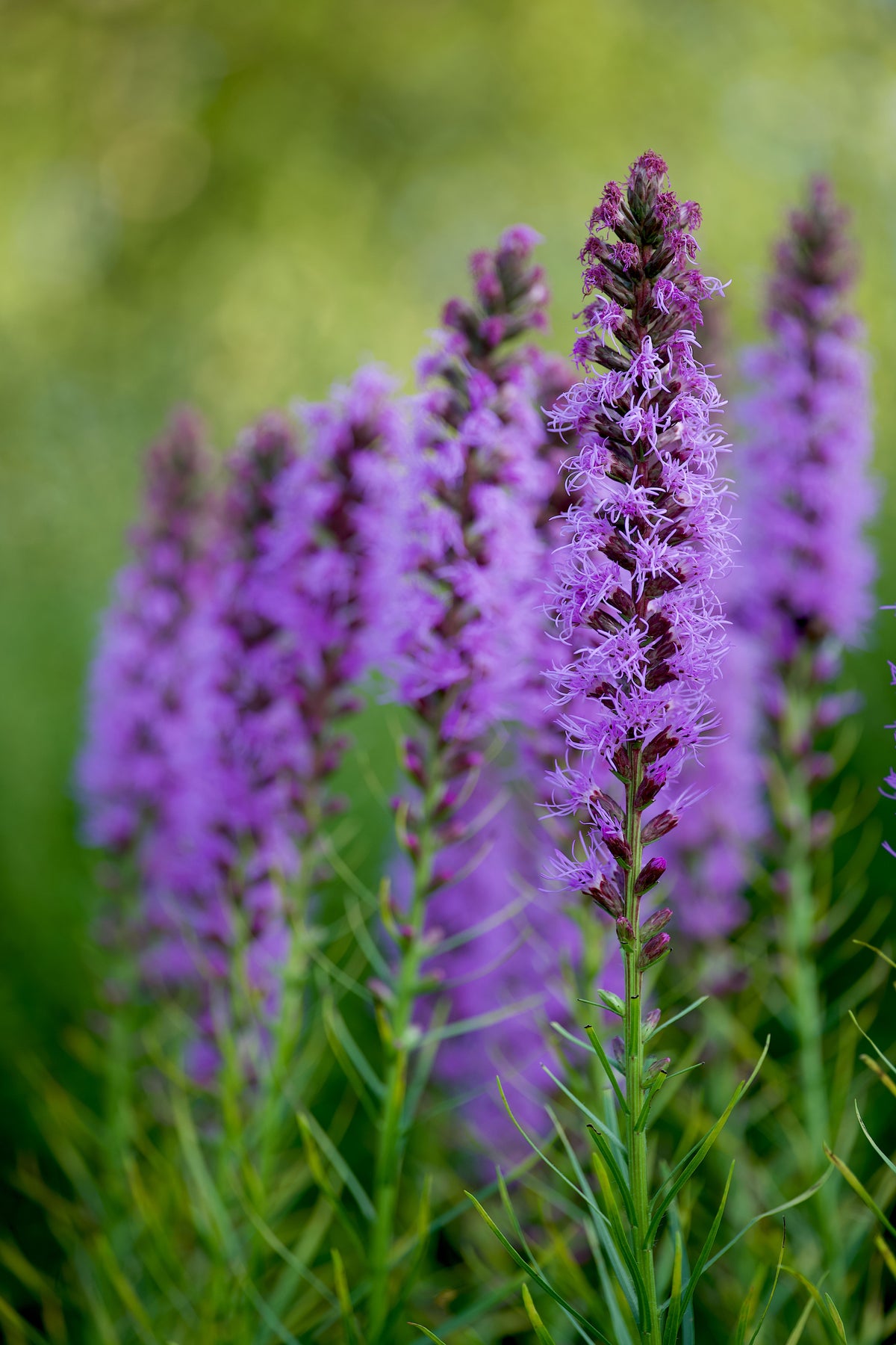 Dense Blazing Star