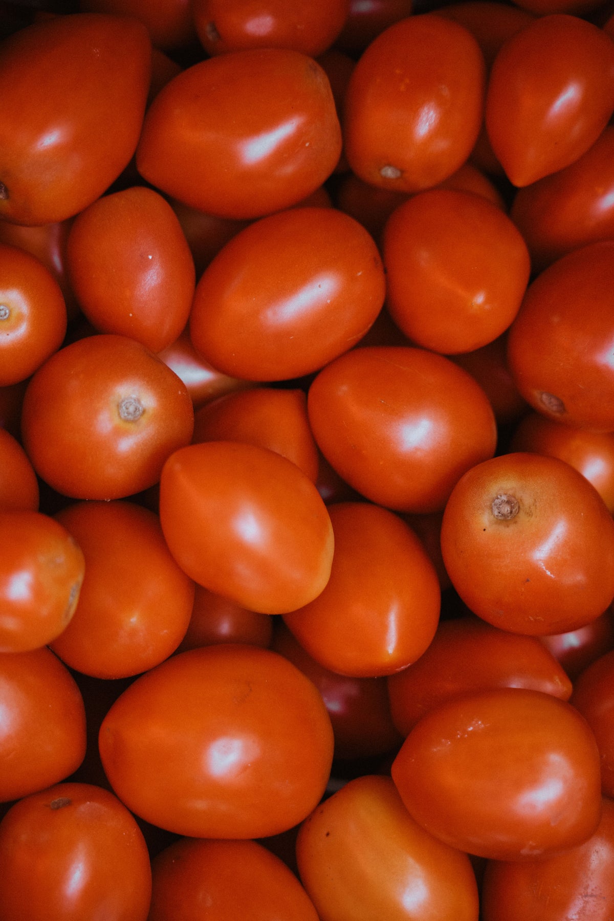 Tomato - Roma