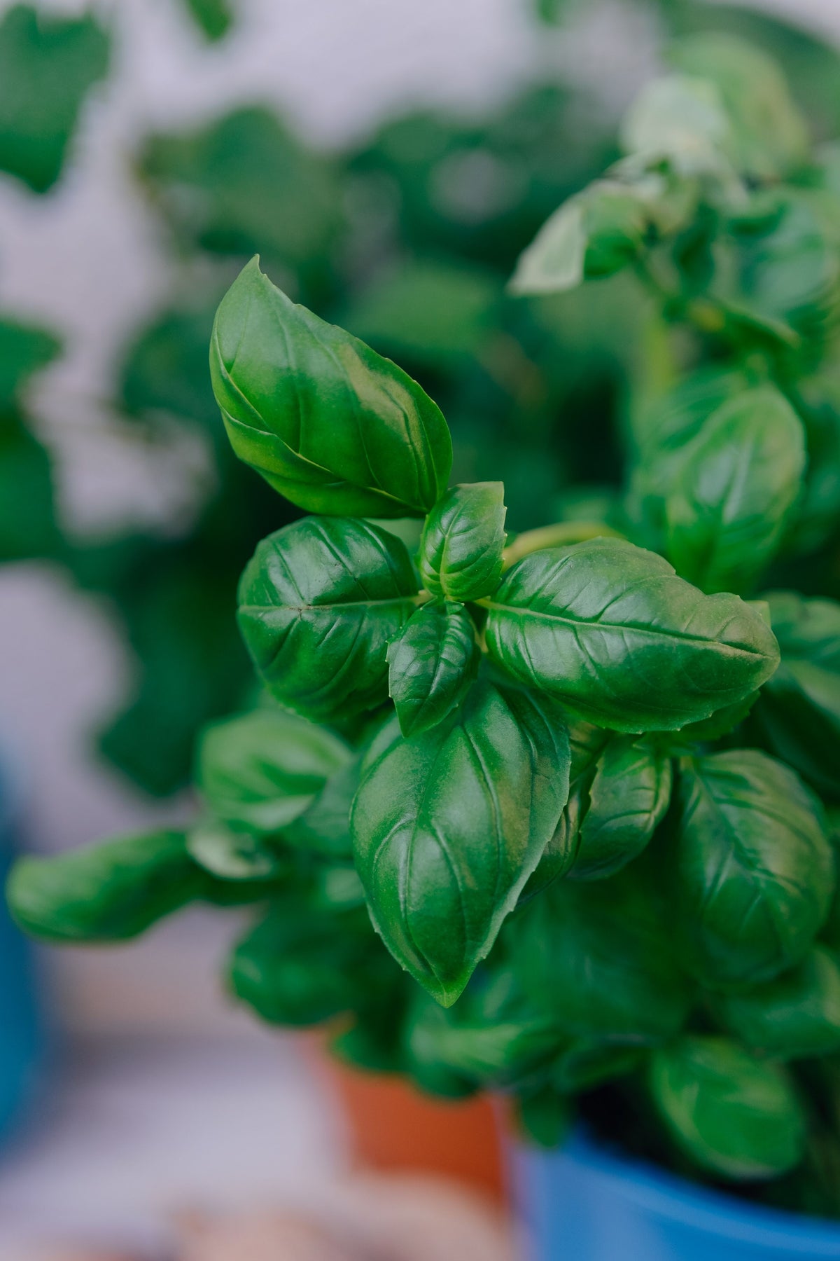 Basil - Sweet