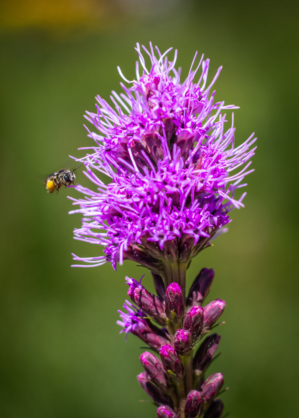 Dense Blazing Star