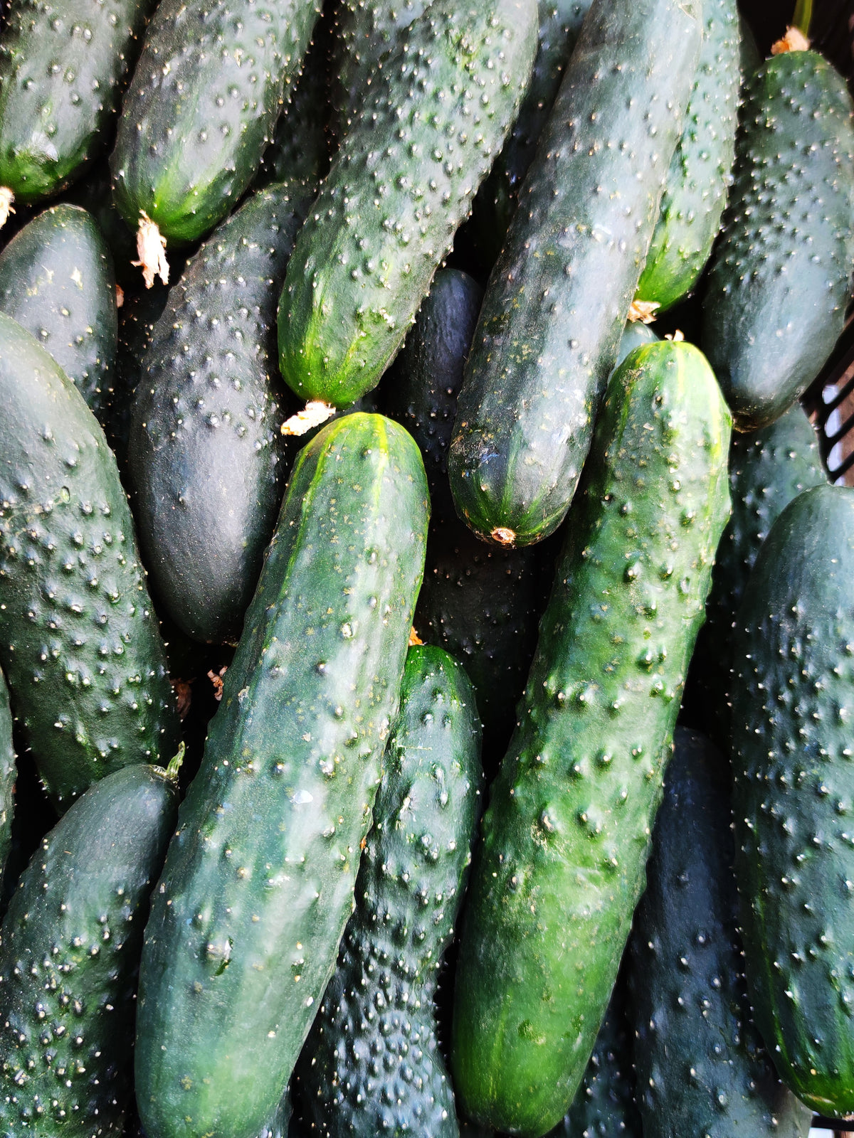 Cucumber - Marketer