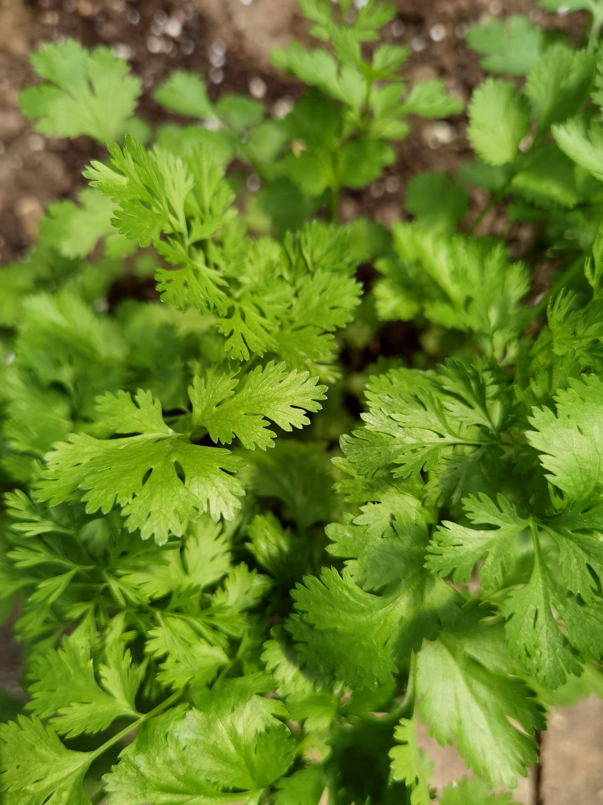 Cilantro