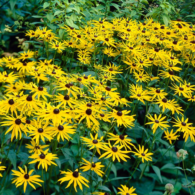Black-Eyed Susan 'Goldsturm'
